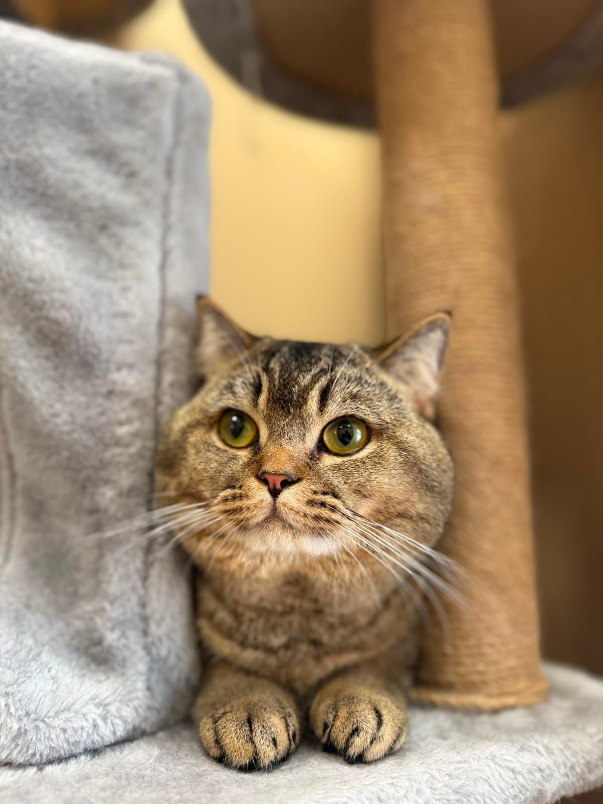 A grey tabby looking at the camera