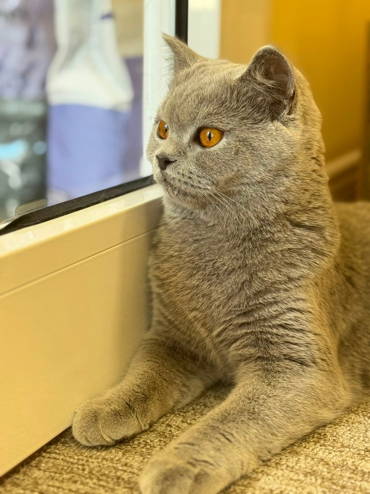 A grey British Shorthair sitting by the window