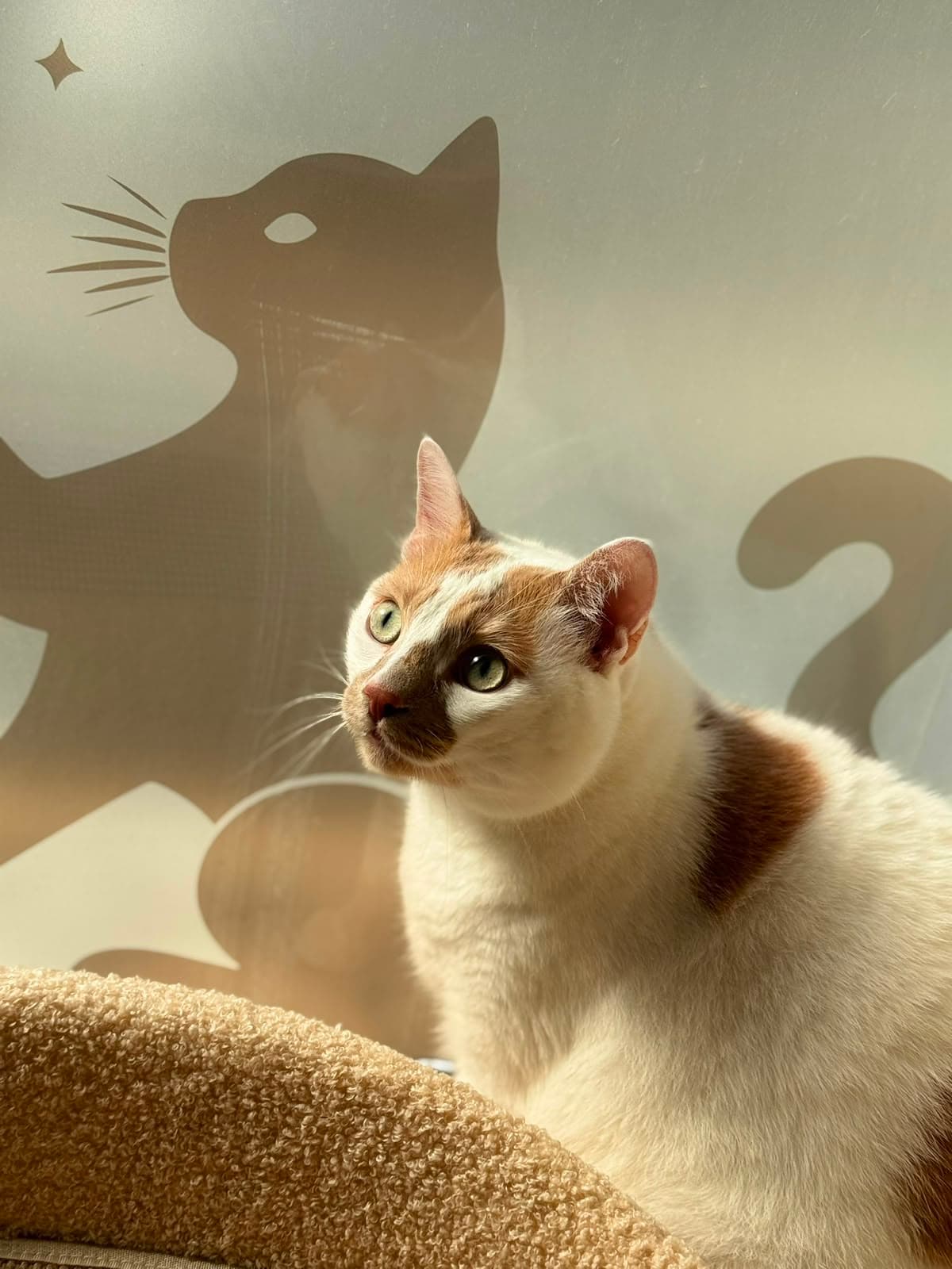 A cream-point cat looking up