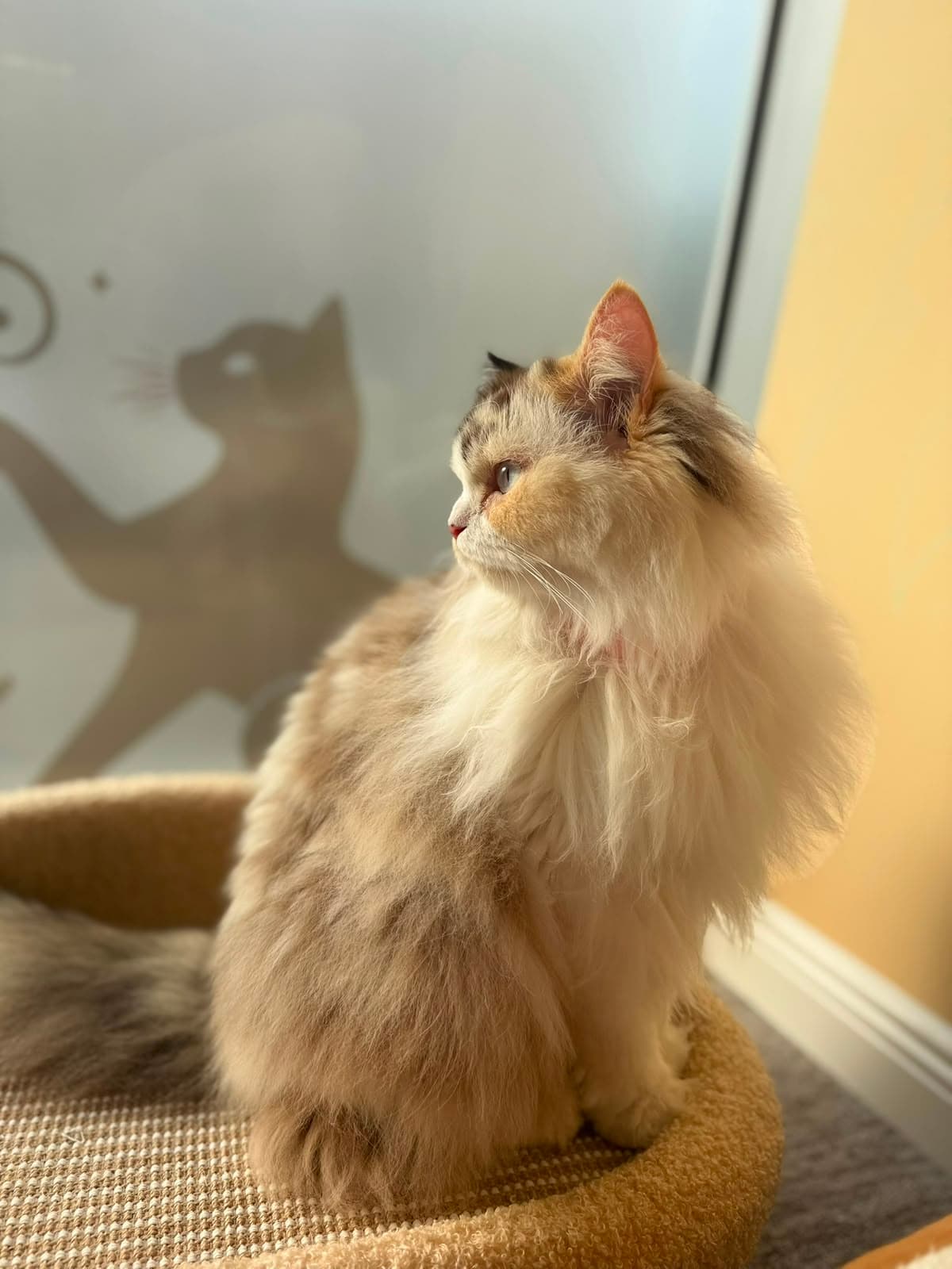 A fluffy cream tabby sitting upright