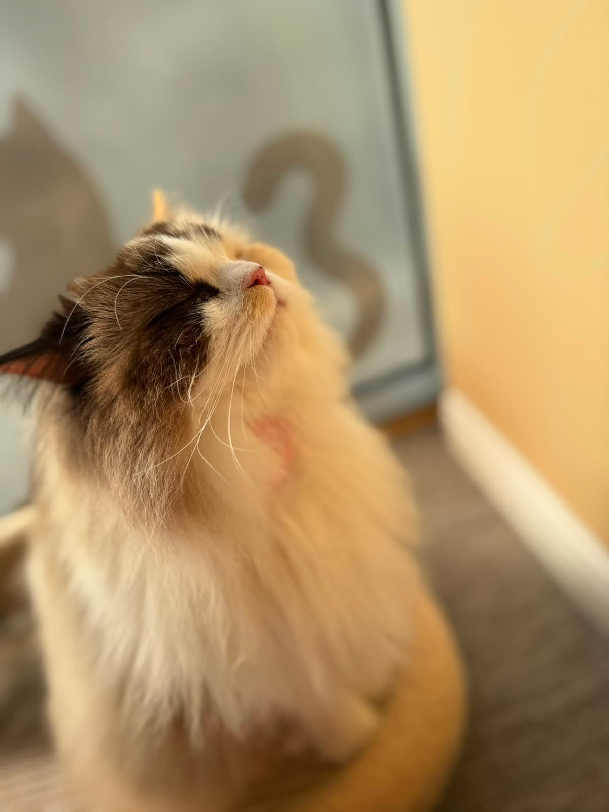 A fluffy cream tabby seen from the side