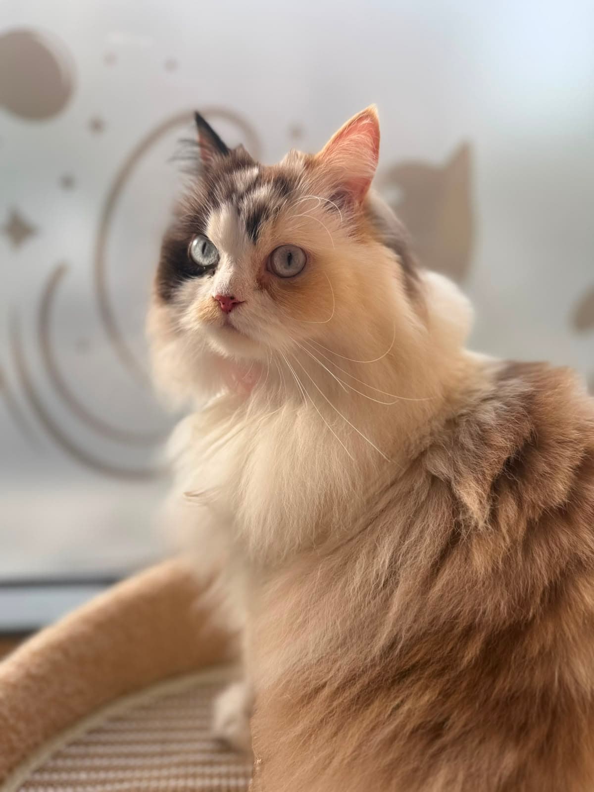 A blue-eyed longhair calico cat