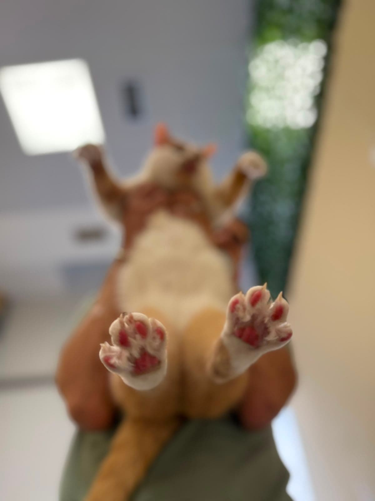A cat lying on its back showing its belly and paws