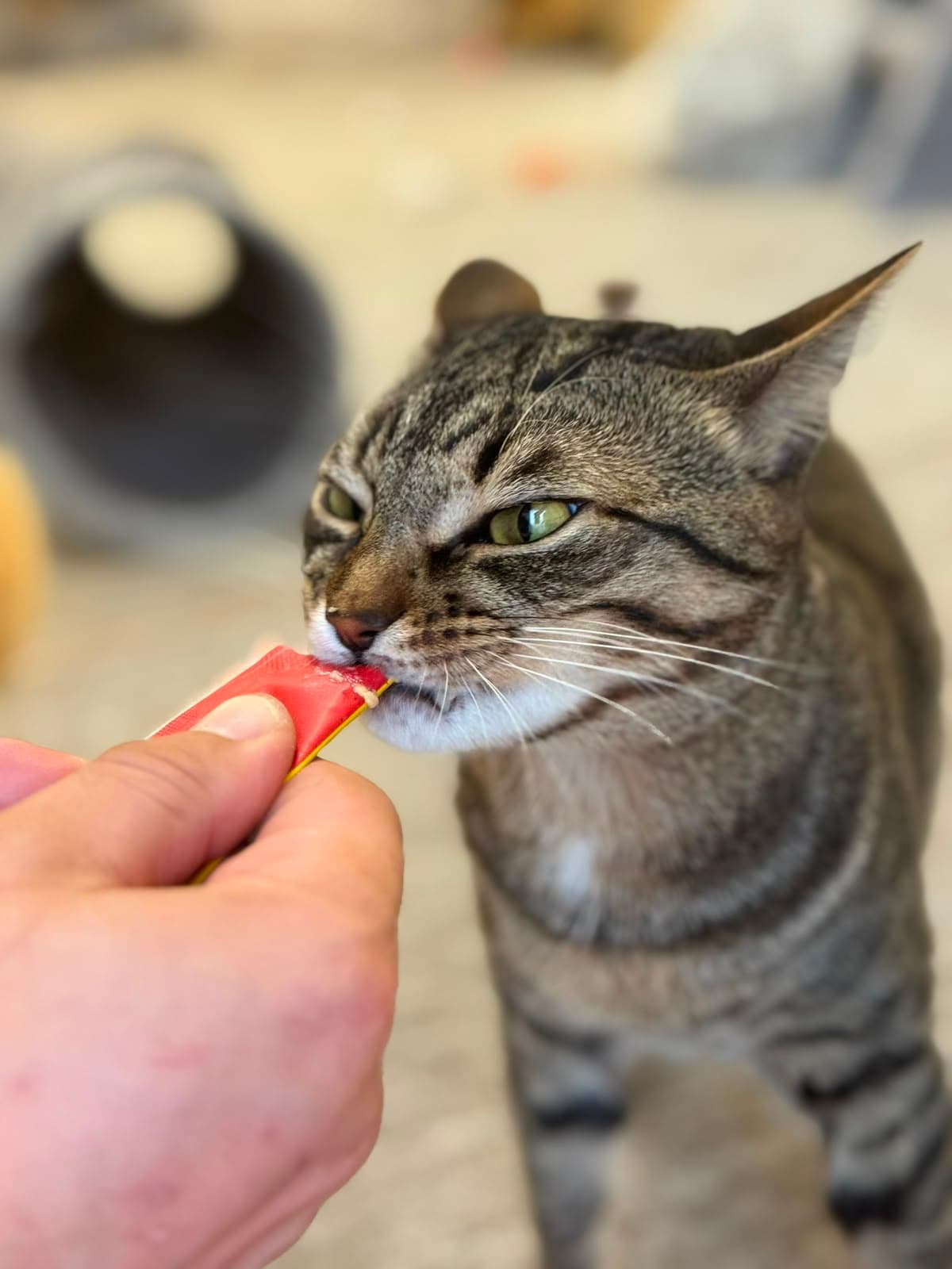 A grey tabby taking a treat from a hand