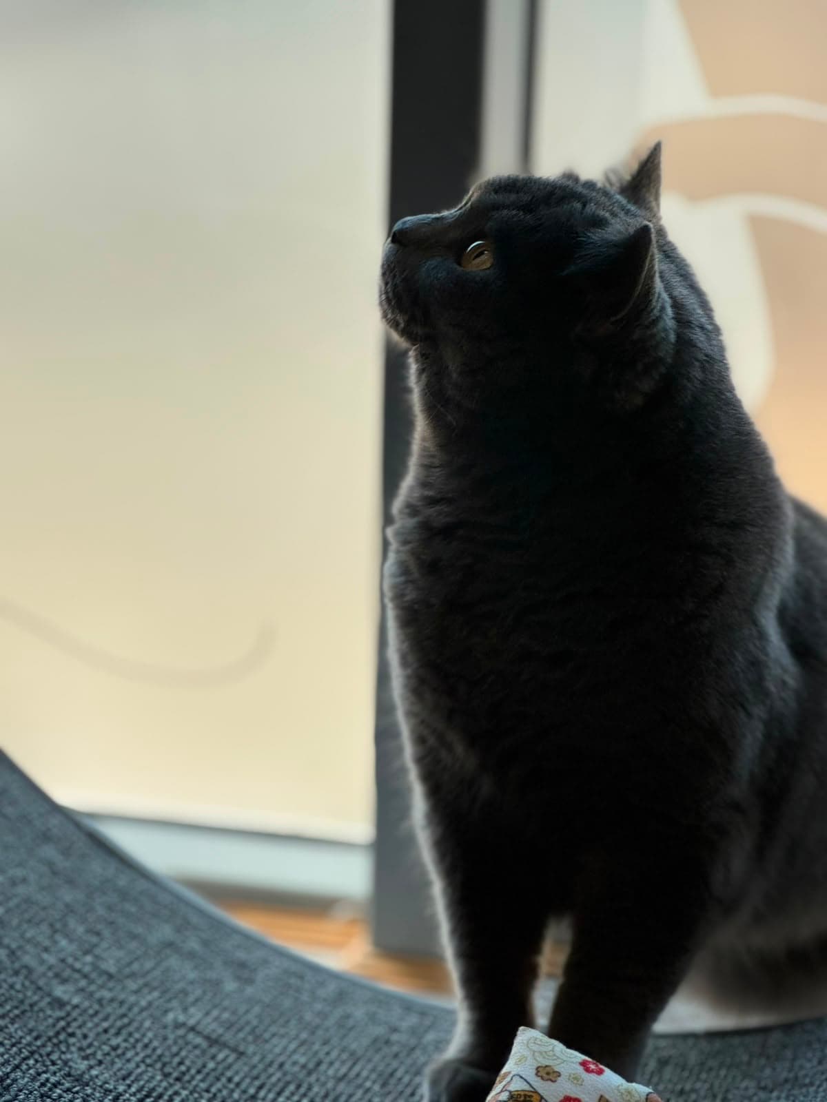 A black cat in silhouette looking up
