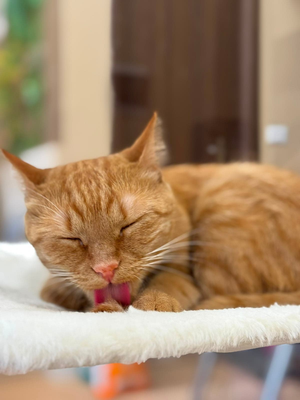 A ginger tabby dozing on a bed