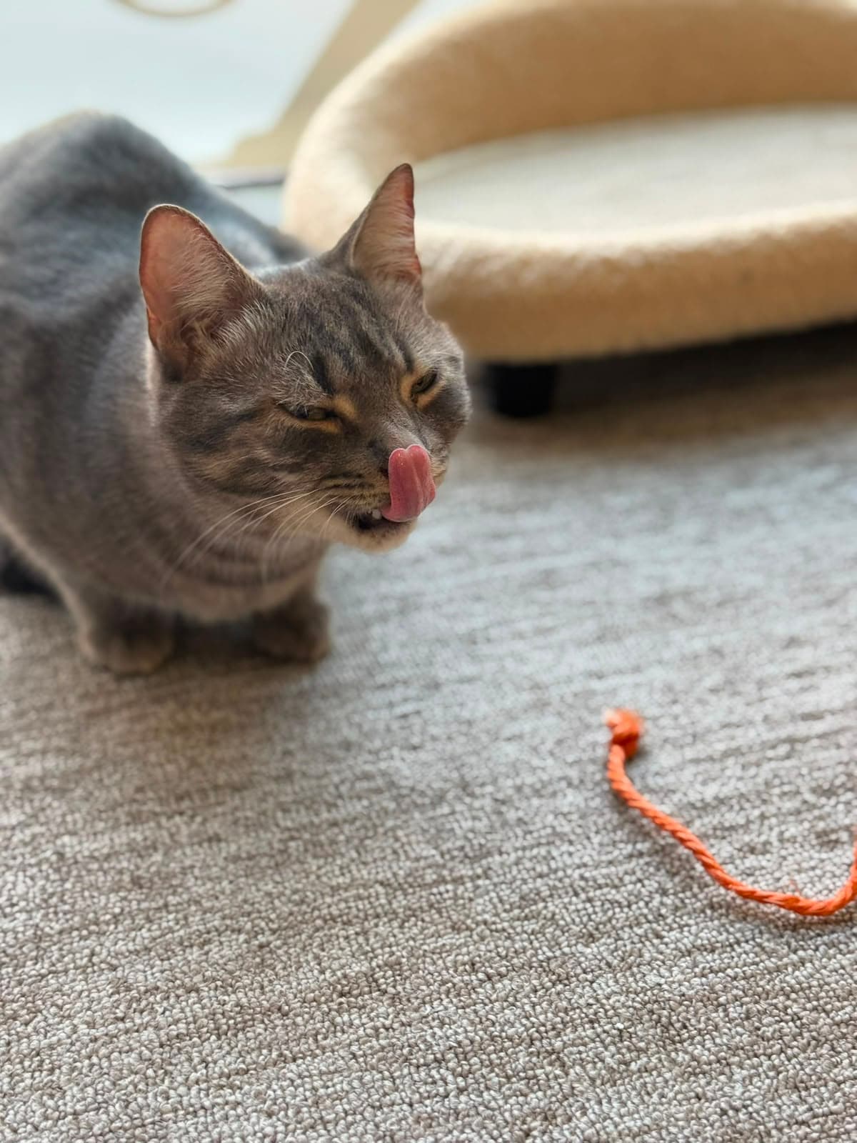 A grey tabby licking its nose while playing with a string toy