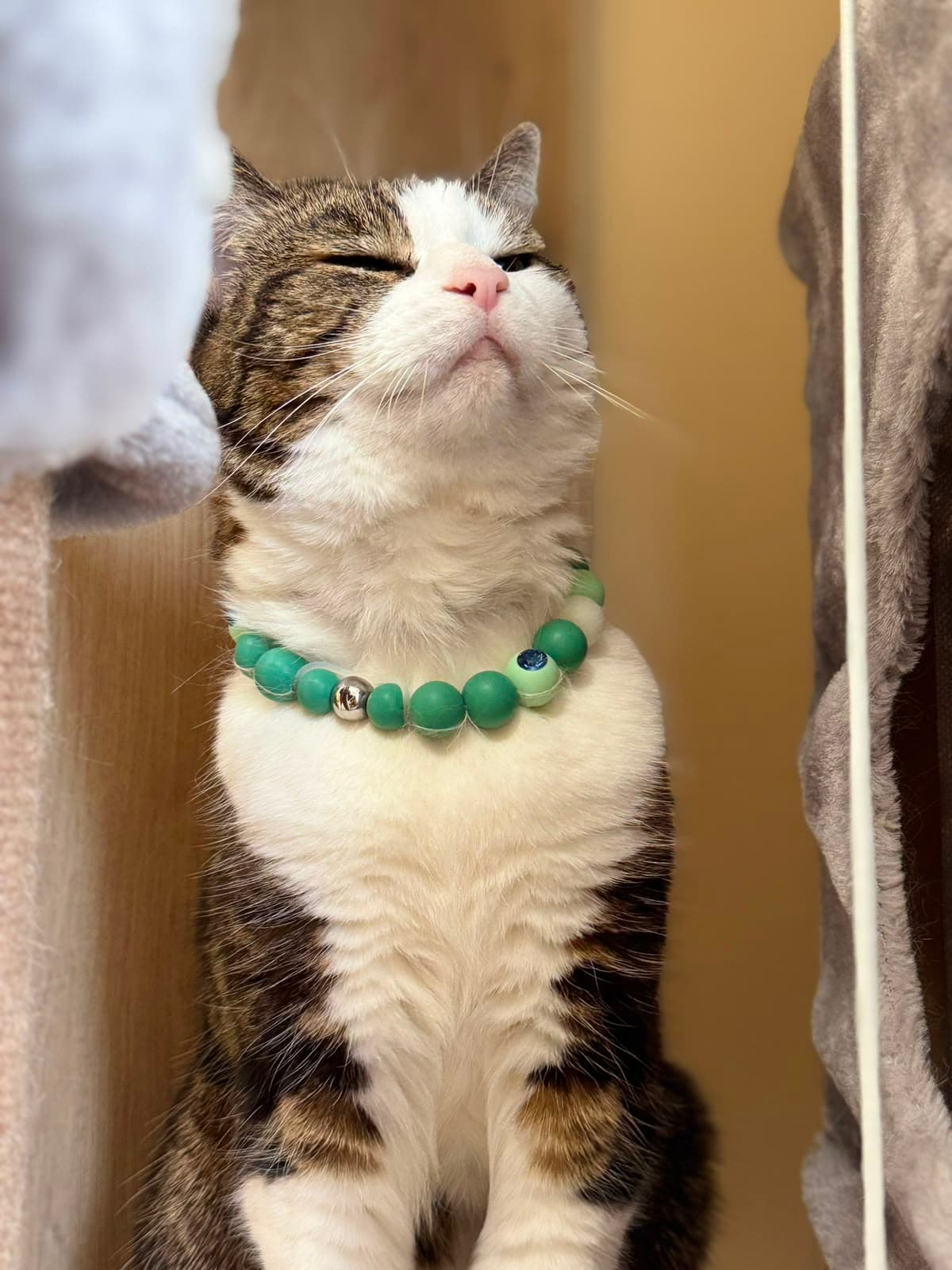 A tabby-and-white cat with a bead collar, eyes closed and content