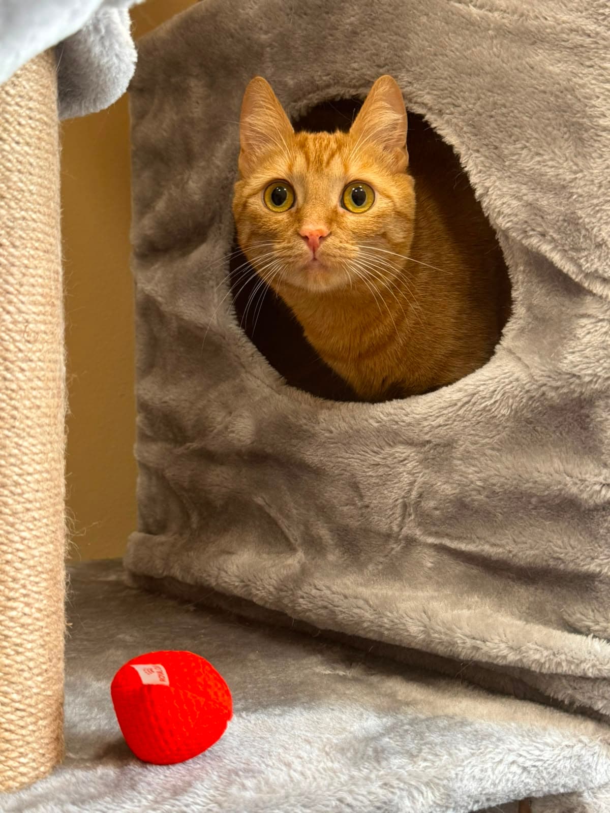 A ginger cat peeking out of a cave bed