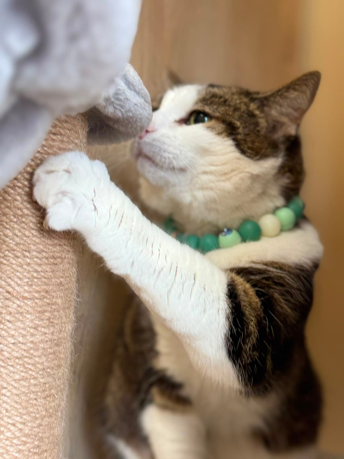 A tabby-and-white cat pawing at a toy