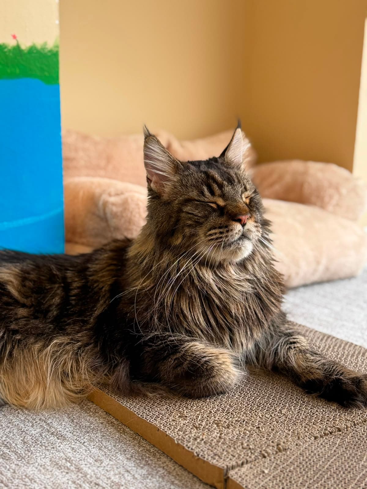 A Maine Coon lounging on a cat tree