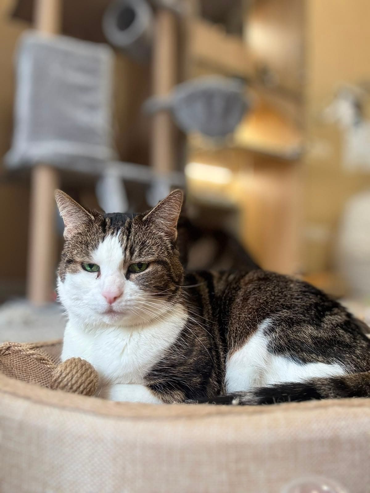 A tabby-and-white cat resting in a bed