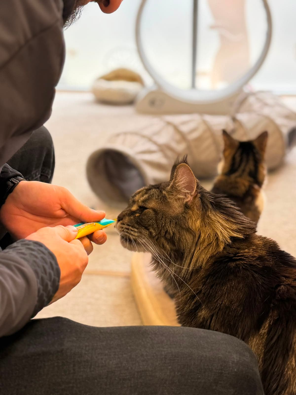A hand offering a treat to a Maine Coon