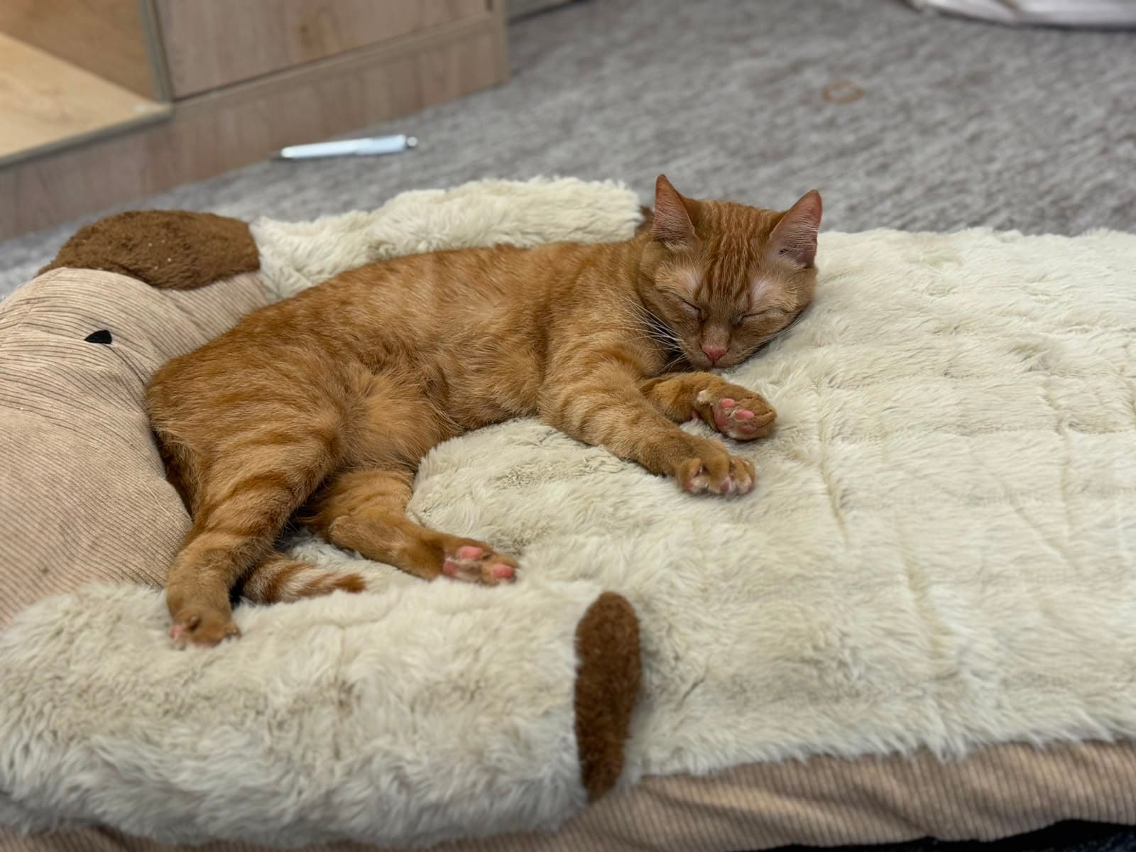 A ginger tabby asleep on a fluffy blanket
