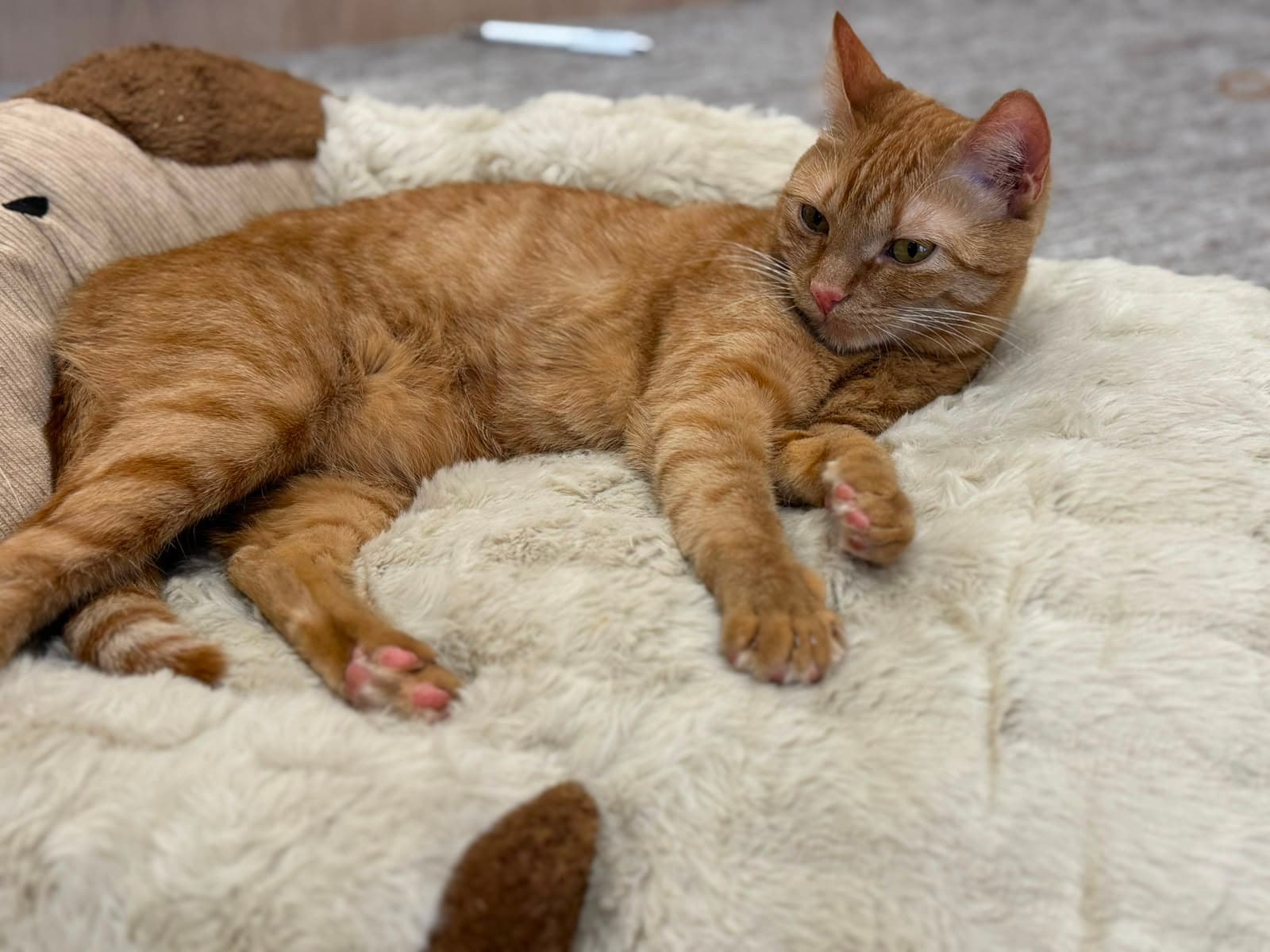 A ginger tabby lying on a fluffy blanket