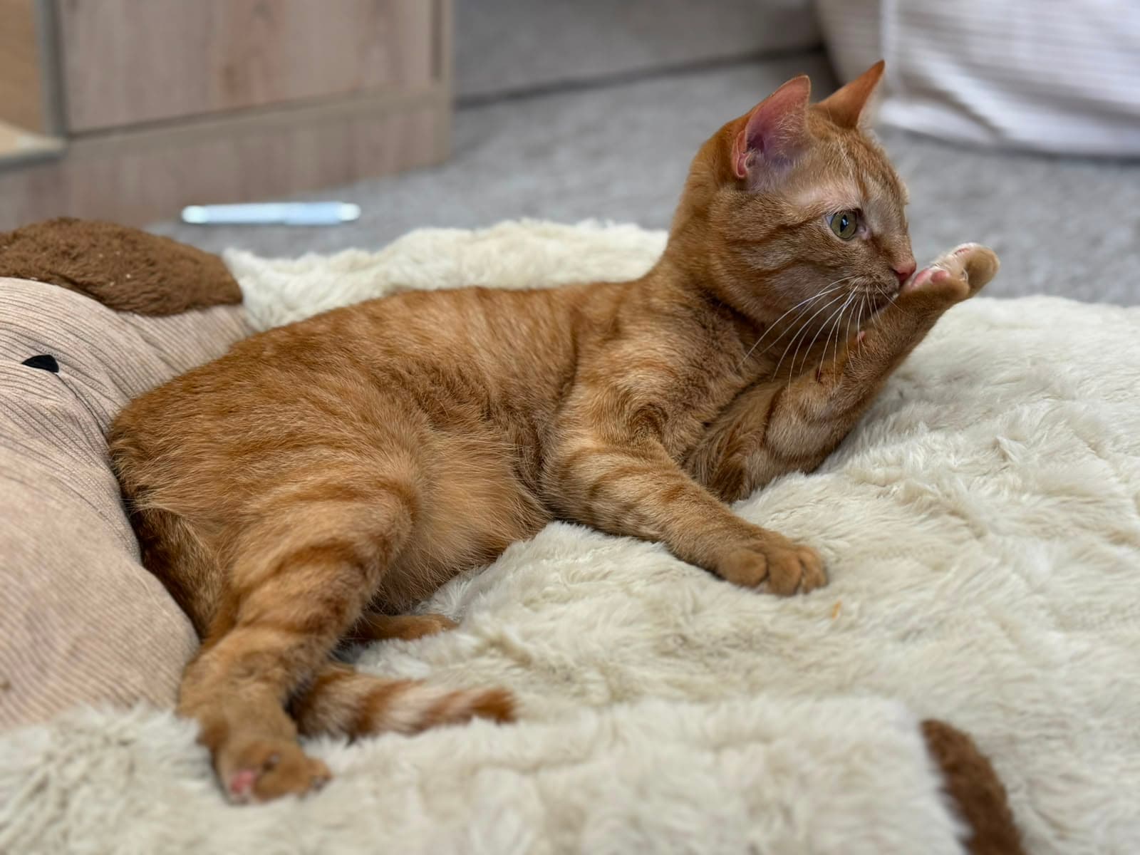 A ginger tabby lounging on a fluffy blanket