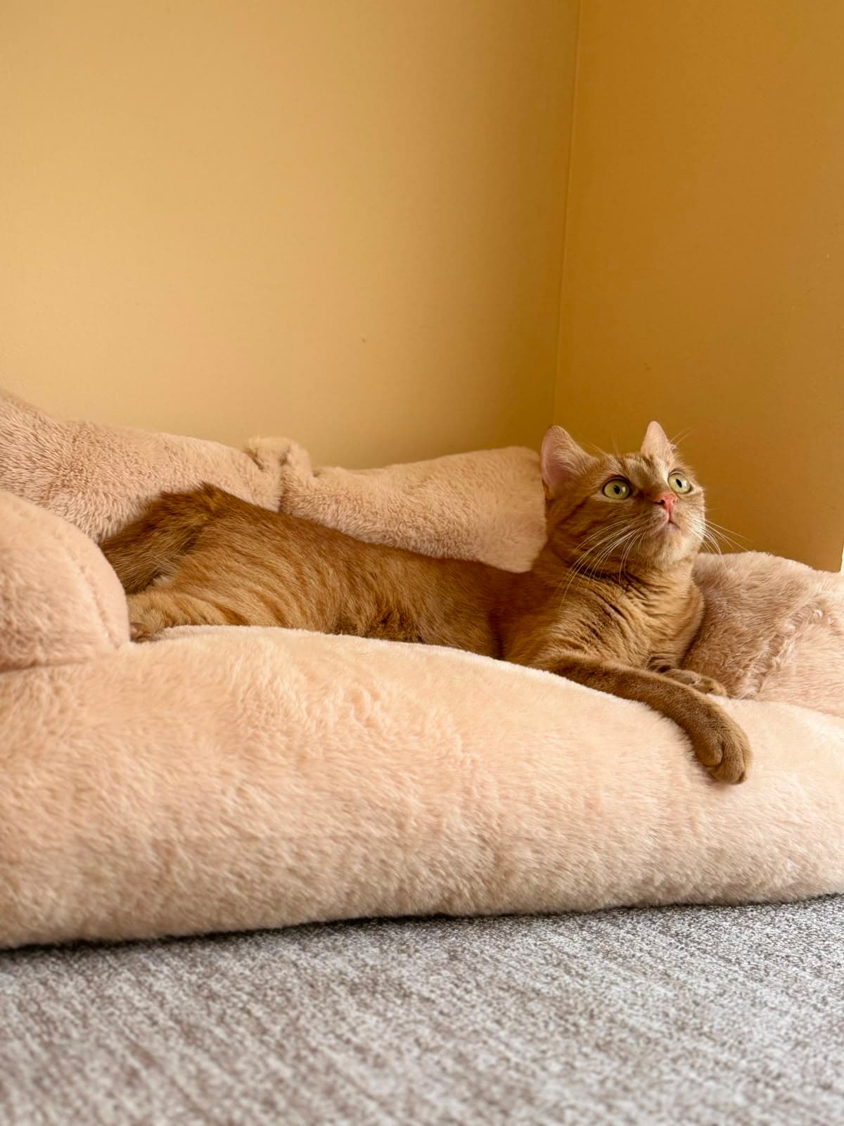 A ginger tabby looking up from a soft bed