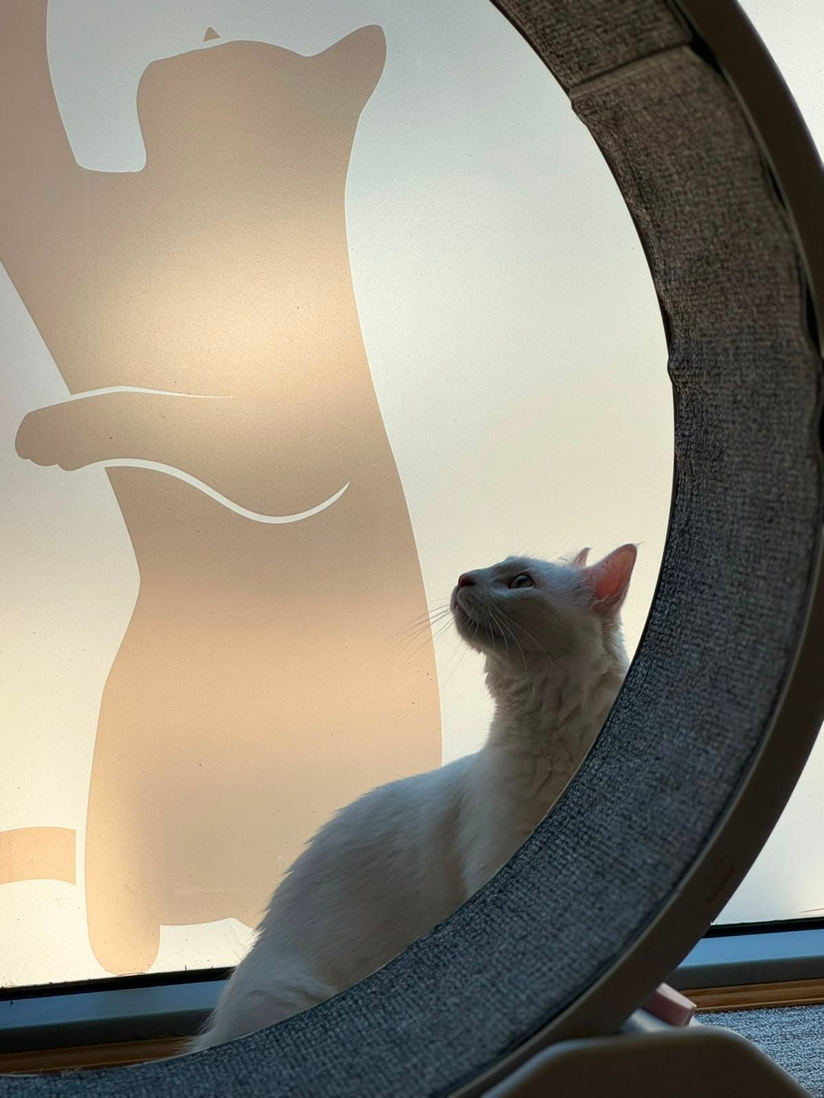A grey cat looking up at the glass