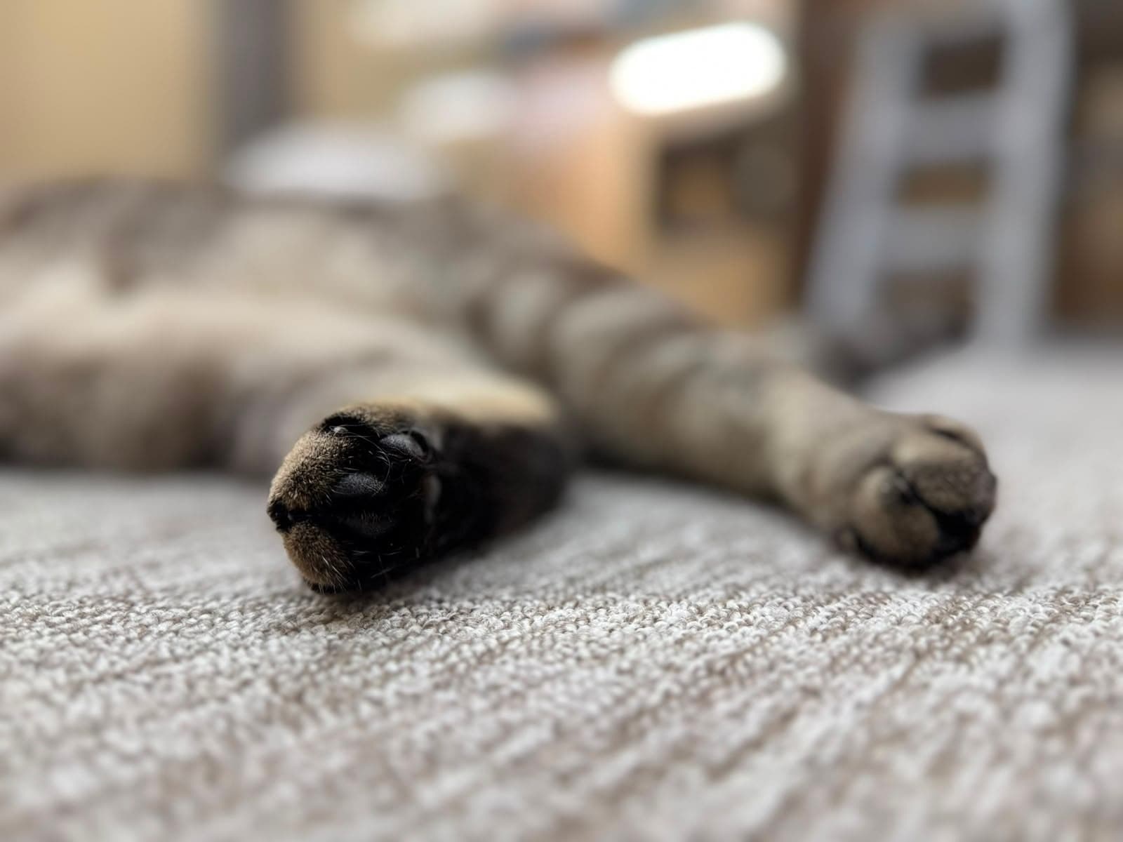 Close-up of a cat's paw stretched out