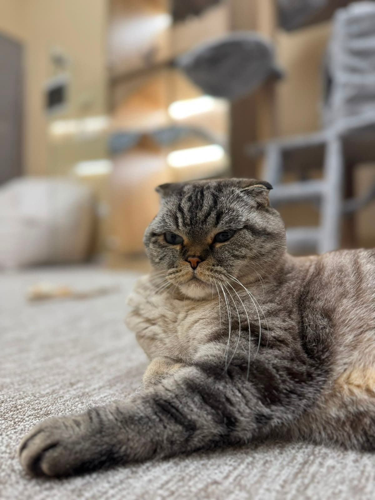 A grey-and-brown Scottish Fold lounging