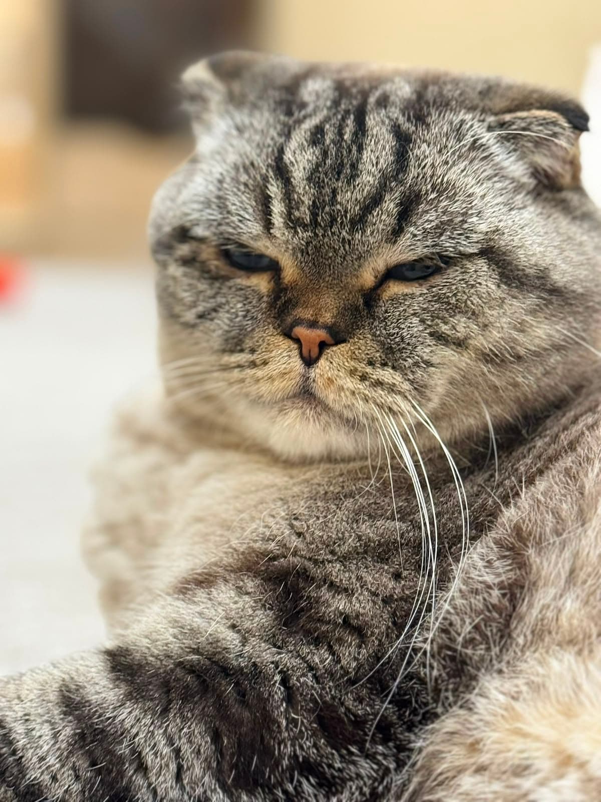 Close-up of a sleepy Scottish Fold's face