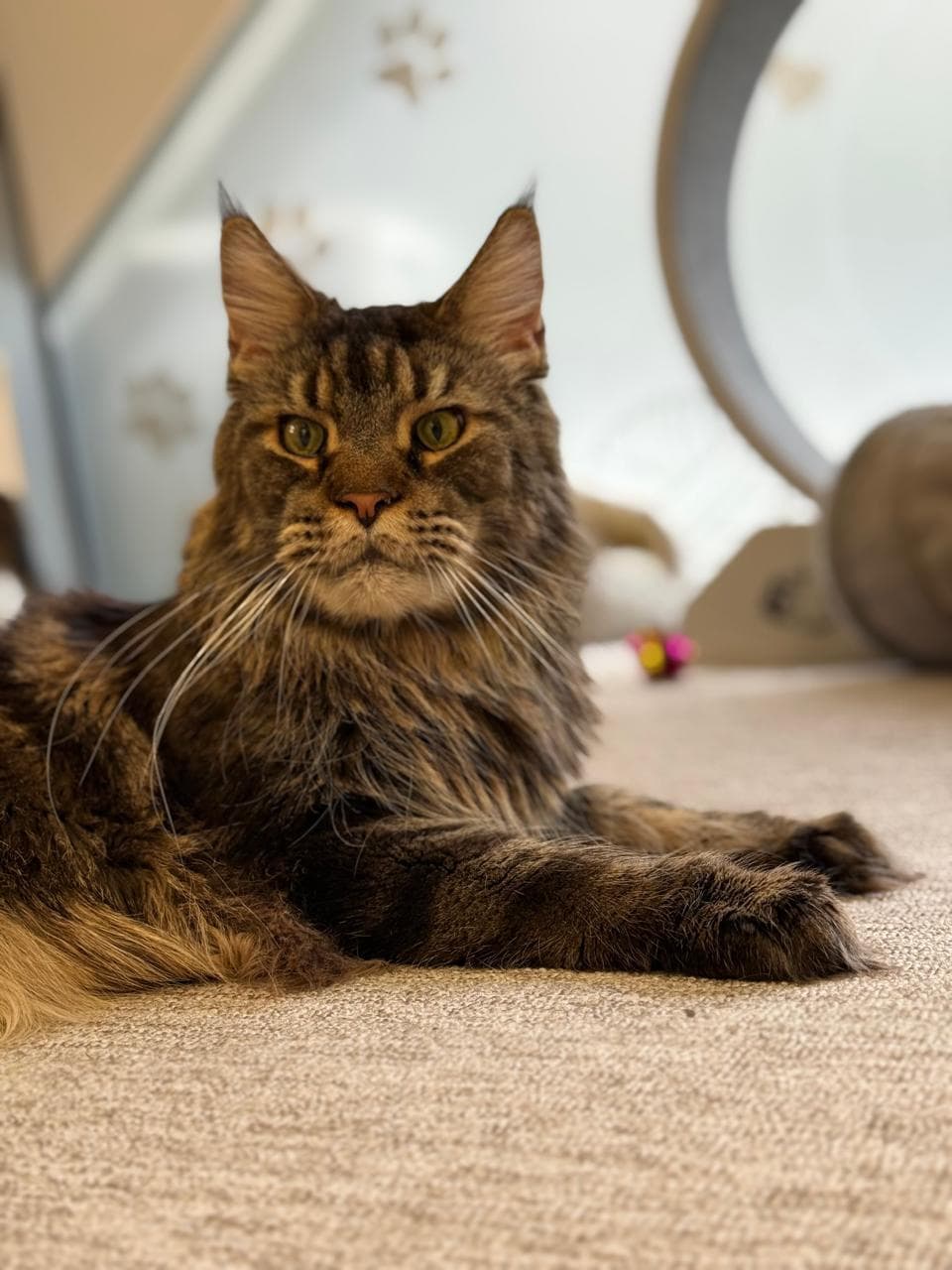 Maine Coon stretched out and lounging on the carpet