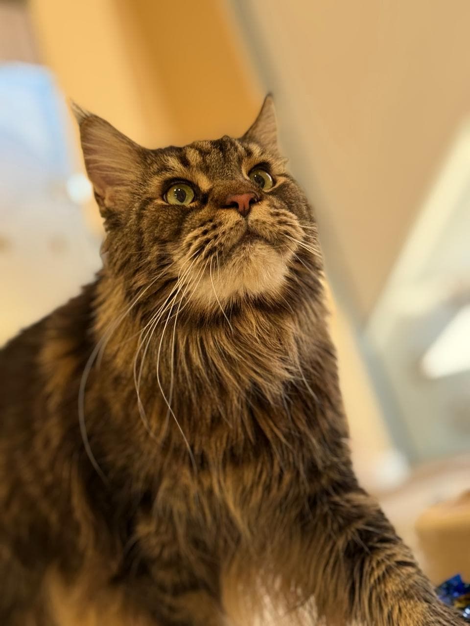 Maine Coon cat with green eyes looking up