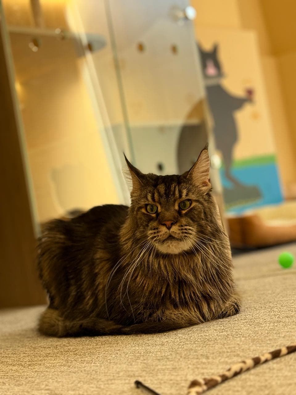 Maine Coon resting in a glass-front suite