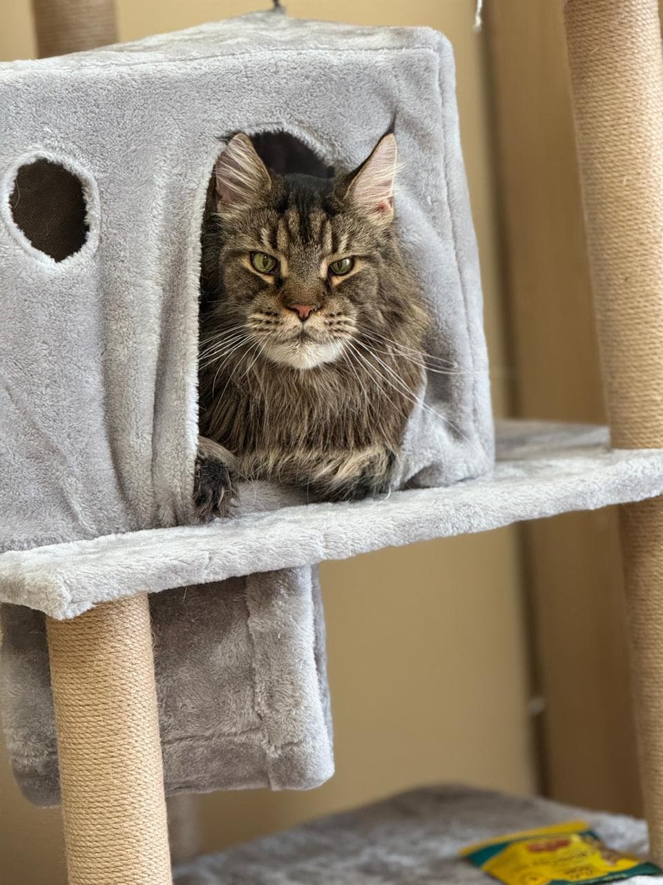 Maine Coon peeking from a plush cat tower cube