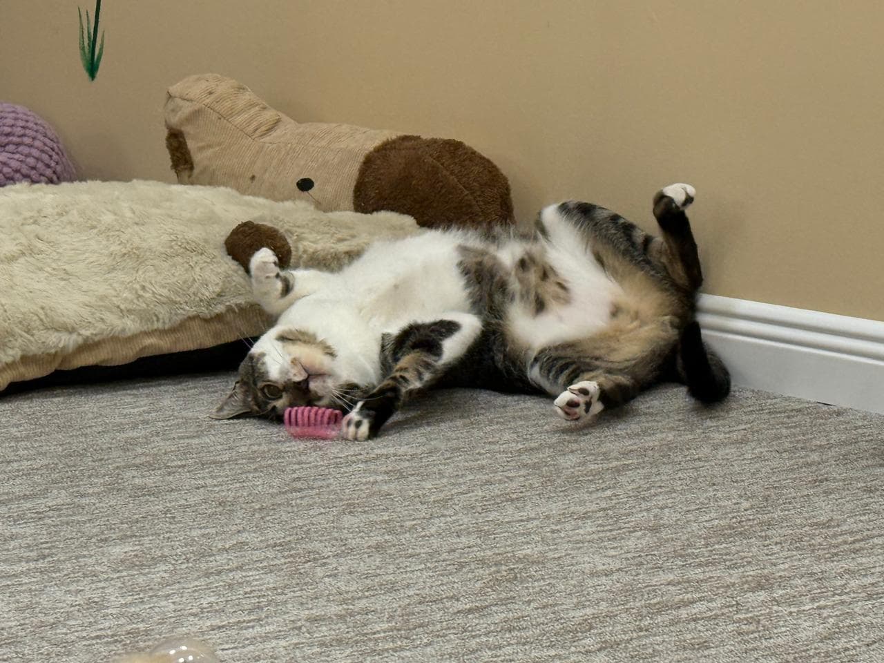Ogi the tabby cat playing on his back