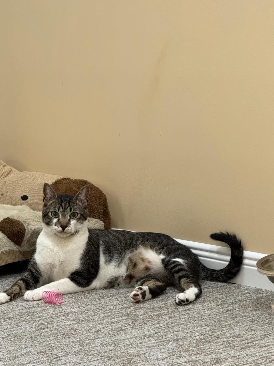 Ogi the tabby cat lounging beside a plush toy