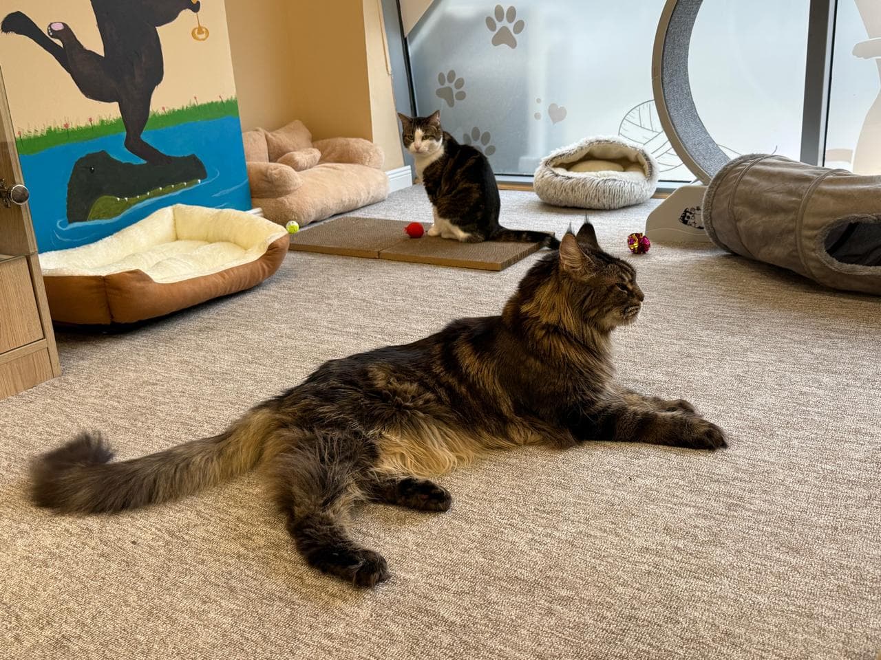 Wide view of the playroom with two cats lounging