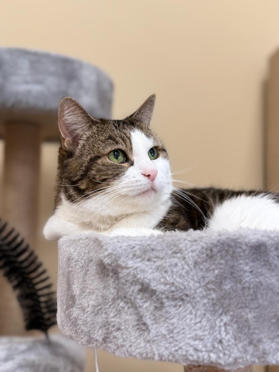 Tabby and white cat with bright green eyes on a plush cat tree